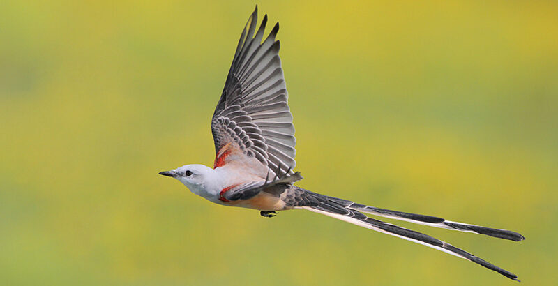 Grassland and savanna preservation protects the habitat of the scissor-tailed flycatcher